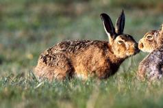Как разговаривают зайцы: интересные факты Как зайцы разговаривают между собой