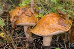 Классификация и систематика плесневых грибов