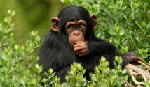 Виды обезьян — какие бывают и где обитают